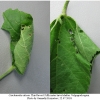 carch alceae larva5 volg33